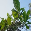 Antidesma madagascariense - Bois de cabri blanc - PHYLLANTHACEAE - Indigene Reunion - P1060605.jpg