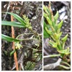 Bulbophyllum cylindrocarpum - EPIDENDROIDEAE - Indigene Reunion - 20230524_162709.jpg