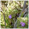 Cynorkis purpurascens - Orchidoideae - Indigene Reunion - 20230524_130534.jpg