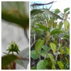 Hancea integrifolia - Bois de perroquet - EUPHORBIACEAE - Endemique Reunion Maurice - - 20230524_125504.jpg