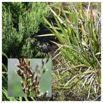 Machaerina iridifolia - Paille sabre - CYPERACEAE - Endemique Reunion Maurice - .jpg