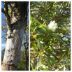 Melaleuca quinquenervia - Niaouli - MYRTACEAE - Australie Nouvelle Caledonie - 20230524_125845.jpg
