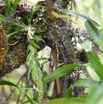 Oberonia disticha - EPIDENDROIDEAE - Indigene Reunion - MB3_2249.jpg
