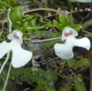 Oeonia rosea - EPIDENDROIDEAE - Indigene Reunion - P1060643.jpg