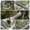 Phelsuma borbonica - Gecko vert des Hauts - GEKKONIDAE - Endemique Reunion - 20230524_130132.jpg