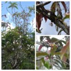 Syzygium cymosum - Bois de pomme rouge - MYRTACEAE - Endemique Reunion Maurice - 20230524_125602.jpg