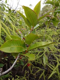 55 Syzygium cordemoyi Bois de pomme grandes feuilles DSC02683
