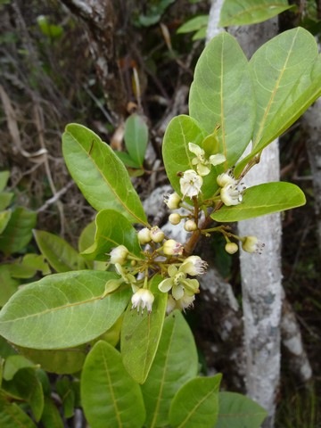 Molinea alternifolia Tan georges DSC02686