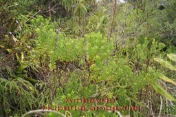 P- Ambaville - Hubertia ambavilla- Astrace - B
