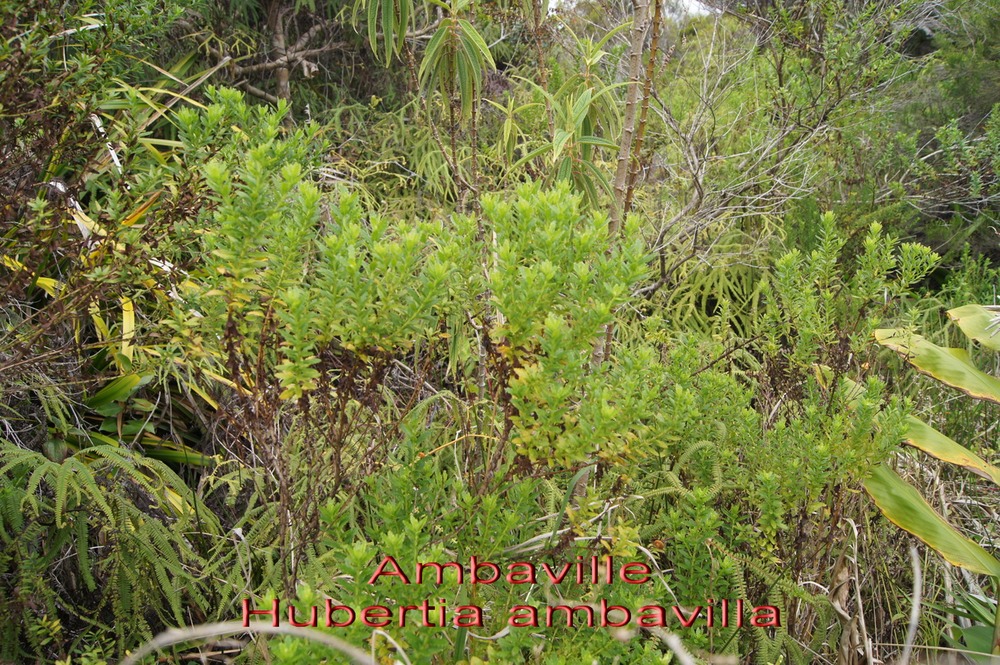 P- Ambaville - Hubertia ambavilla- Astrace - B