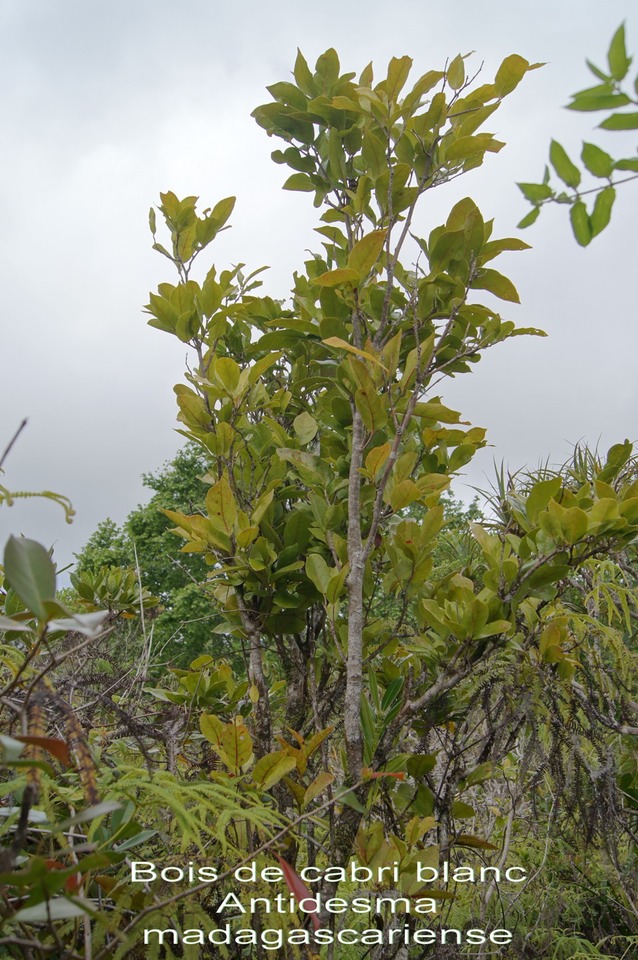 P- Bois de cabri blanc - Antidesma madagascariense - Euphorbiace - I