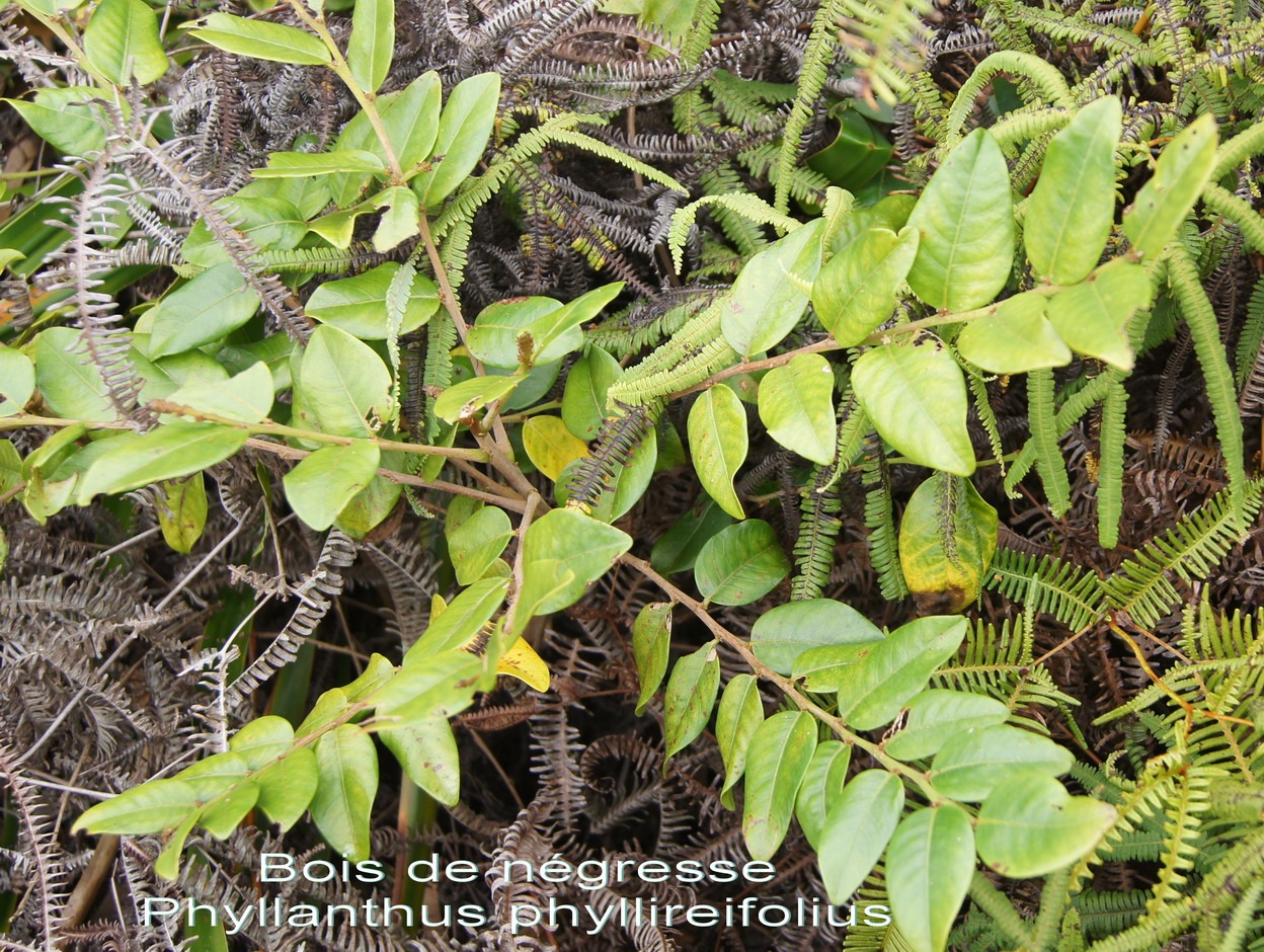 P- Bois de ngresse - Phyllanthus phyllireifolius - Phyllanthace - B