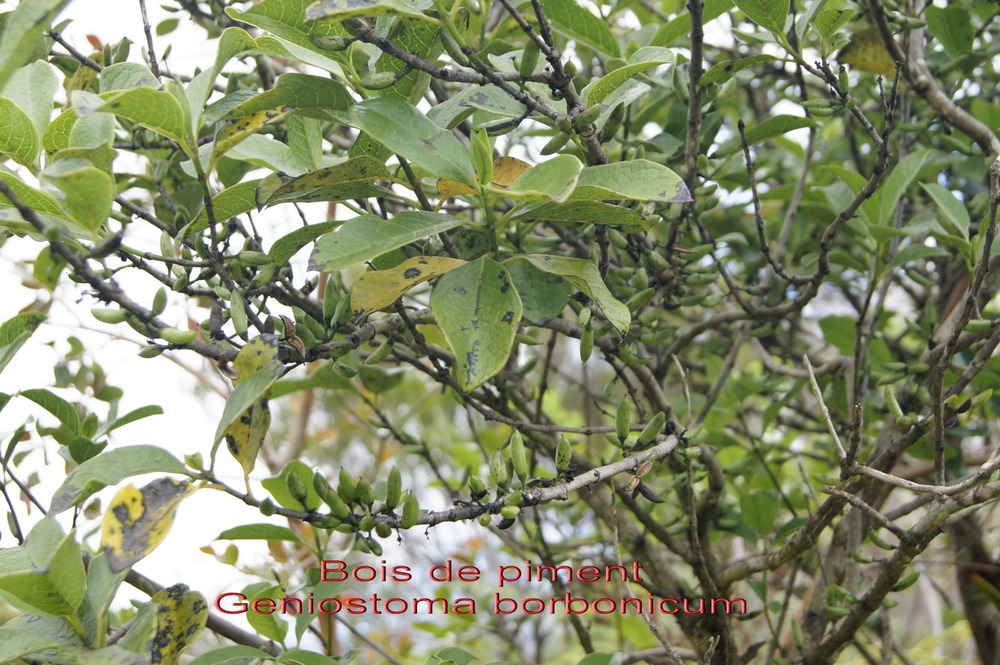 P- Bois de piment ou Bois de rat- Geniostoma borbonicum- Loganiace- B