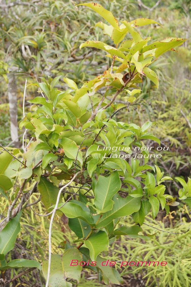 P- Bois de pomme  grandes feuilles - Syzygium cordemoyi -B- et Lingue noir- Danais fragrans
