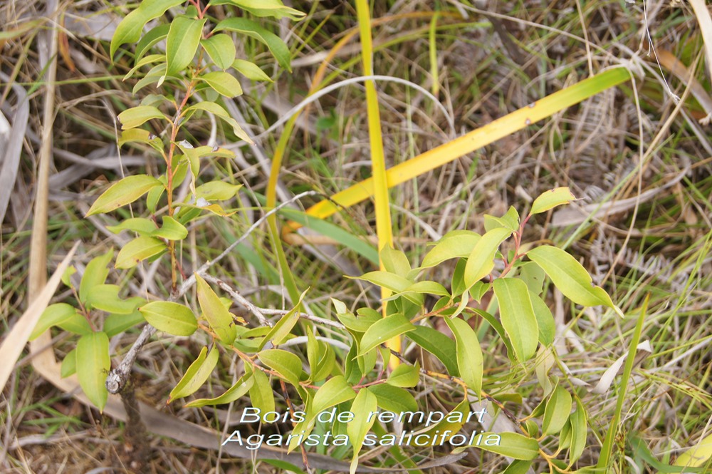 P- Bois de rempart - Agarista salicifolia - Ericace - I