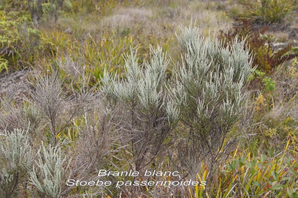 P- Branle blanc- Stoebe passerinoides - Astrace - B