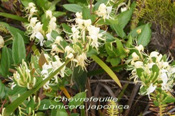 P- Chvrefeuille - Lonicera japonica - Caprifoliace - exo