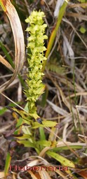 P- Habenaria praealta - Orchidace- Mada B M