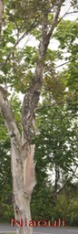 P- Niaouli- Melaleuca leucodendron - Myrtace - exo