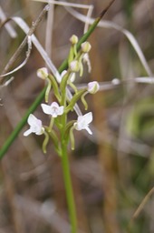 P- Orchide-4