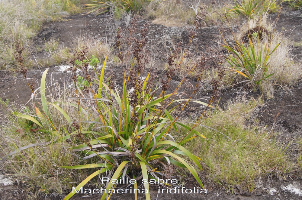 P- Paille sabre - Machaerina iridifolia - Cyprace - BM