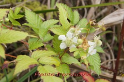 P- Petite framboise - Rubus rosaefolius - Rosace- exo