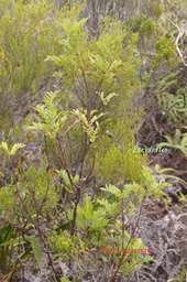 P- Tan rouge- Weinmannia tinctoria - Cunoniace- E M