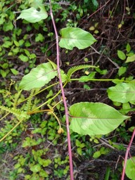 persicaria sinensis DSC02647