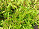 8 Acalypha integrifolia Willd. - Bois de violon. Bois de Charles - Euphorbiaceae - Madagascar, Réunion, Île Maurice