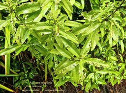 Acalypha integrifolia . bois de violon .euphorbiaceae . indigène Réunion .P1660232