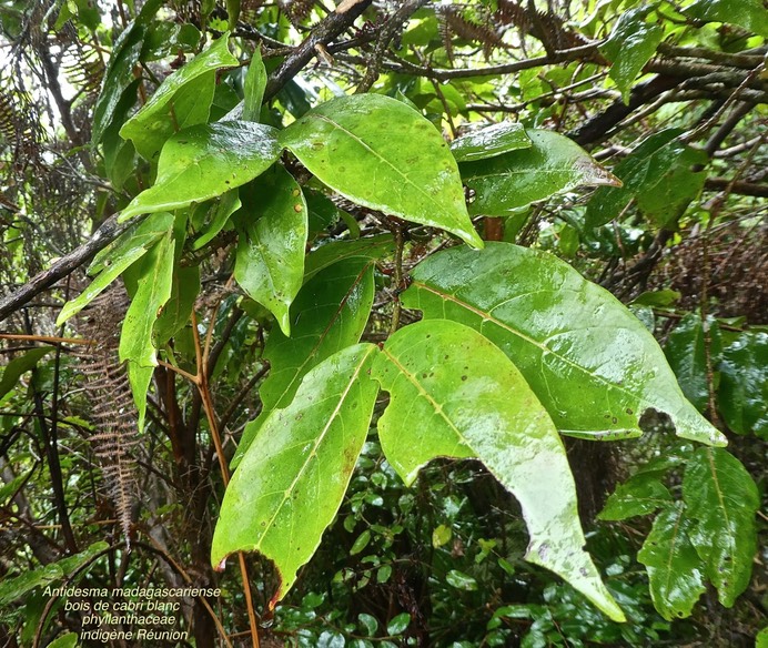 Antidesma madagascariense . bois de cabri blanc .phyllanthaceae .indigène Réunion ;P1660230