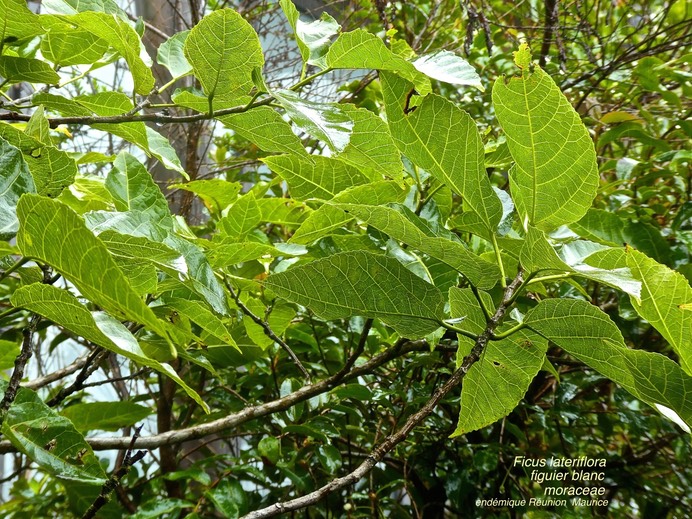 Ficus lateriflora .figuier blanc.moraceae . endémique Réunion Maurice .P1660248