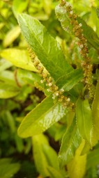 Inflorescence Acalypha integrifolia - Bois de violon - EUPHORBIACEAE - Indigène Réunion