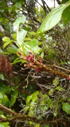 Inflorescence Antidesma madagascariense - Bois de cabri blanc - PHYLLANTACEAE - Indigène Réunion