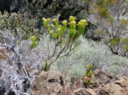 2. Faujasia pinifolia - Œ -  Asteraceae - Endémique La Réunion