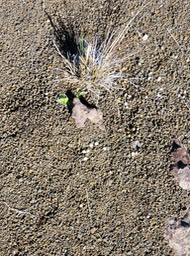 4. Pennisetum caffrum - Queue de mimite - POACEE Endémique fin hiver austral