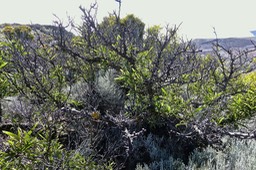 Acacia heterophylla .tamarin des hauts .(avec de nombreux rameaux morts )fabaceae. endémique Réunion.P1019396