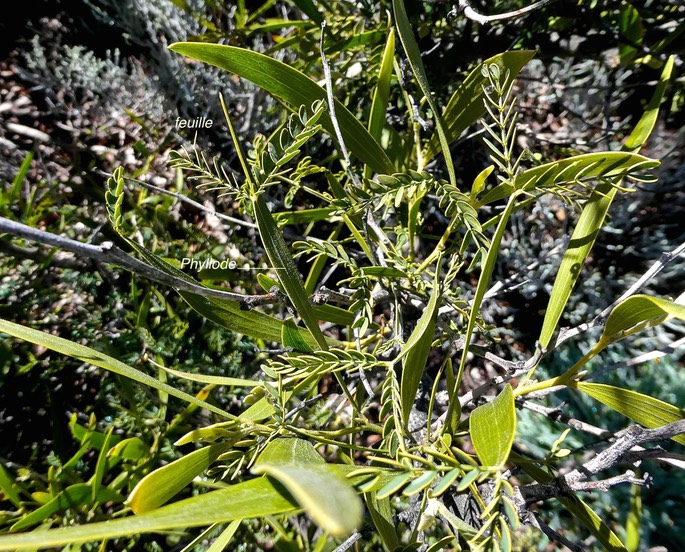 Acacia heterophylla .tamarin des hauts (jeunes feuilles sur un rameau.) fabaceae.endémique Réunion..P1019394