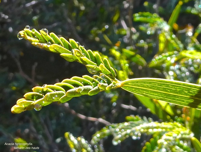 Acacia heterophylla.tamarin des hauts.(jeunes feuilles au bout d'un phyllode .)fabaceae.endémique Réunion P1019264
