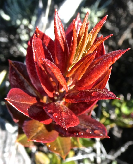 Agarista buxifolia.bois de rempart.(jeune pousse ) ericaceae.indigène Réunion. P1019260