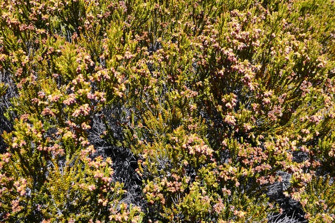 Erica reunionensis.branle vert.ericaceae.endémique Réunion.P1019453