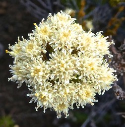 Faujasia pinifolia .asteraceae.endémique Réunion.P1019504