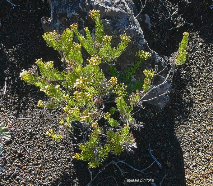 Faujasia pinifolia .asteraceae.endémique Réunion.P1019362