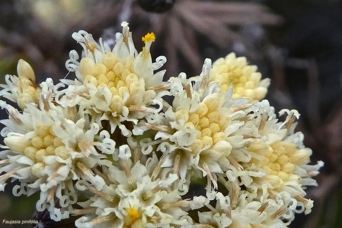 Faujasia pinifolia .(inflorescence /détail )asteraceae.endémique Réunion. P1019508