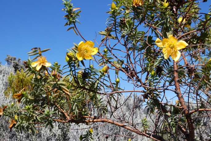 Hypericum lanceolatum subsp angustifolium.fleur jaune des hauts.hypericaceae.endémique Réunion. P1019314