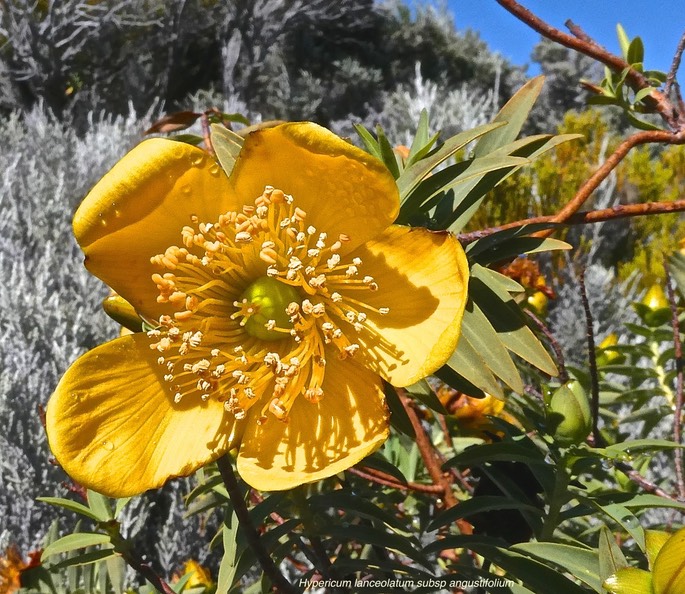Hypericum lanceolatum subsp angustifolium.fleur jaune des hauts.hypericaceae.endémique Réunion.P1019317
