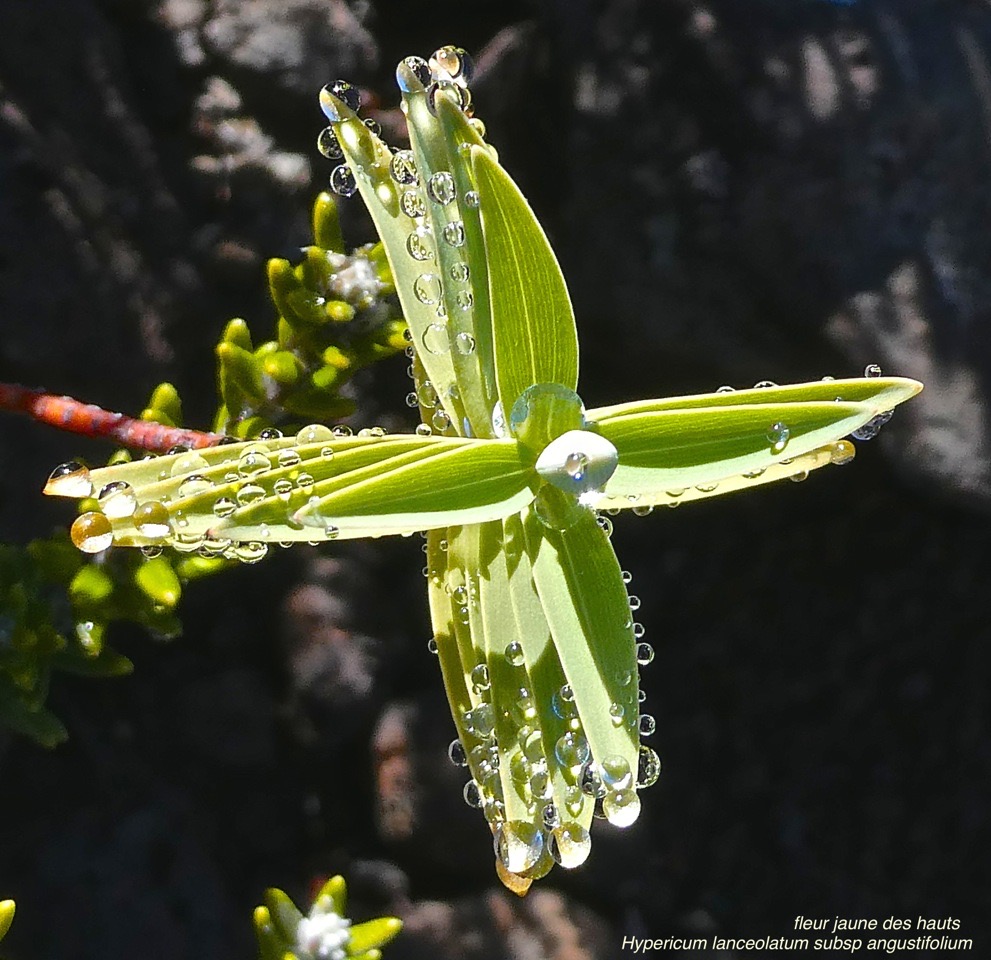 Hypericum lanceolatum subsp angustifolium.fleur jaune des hauts.hypericaceae.endémique Réunion. P1019252