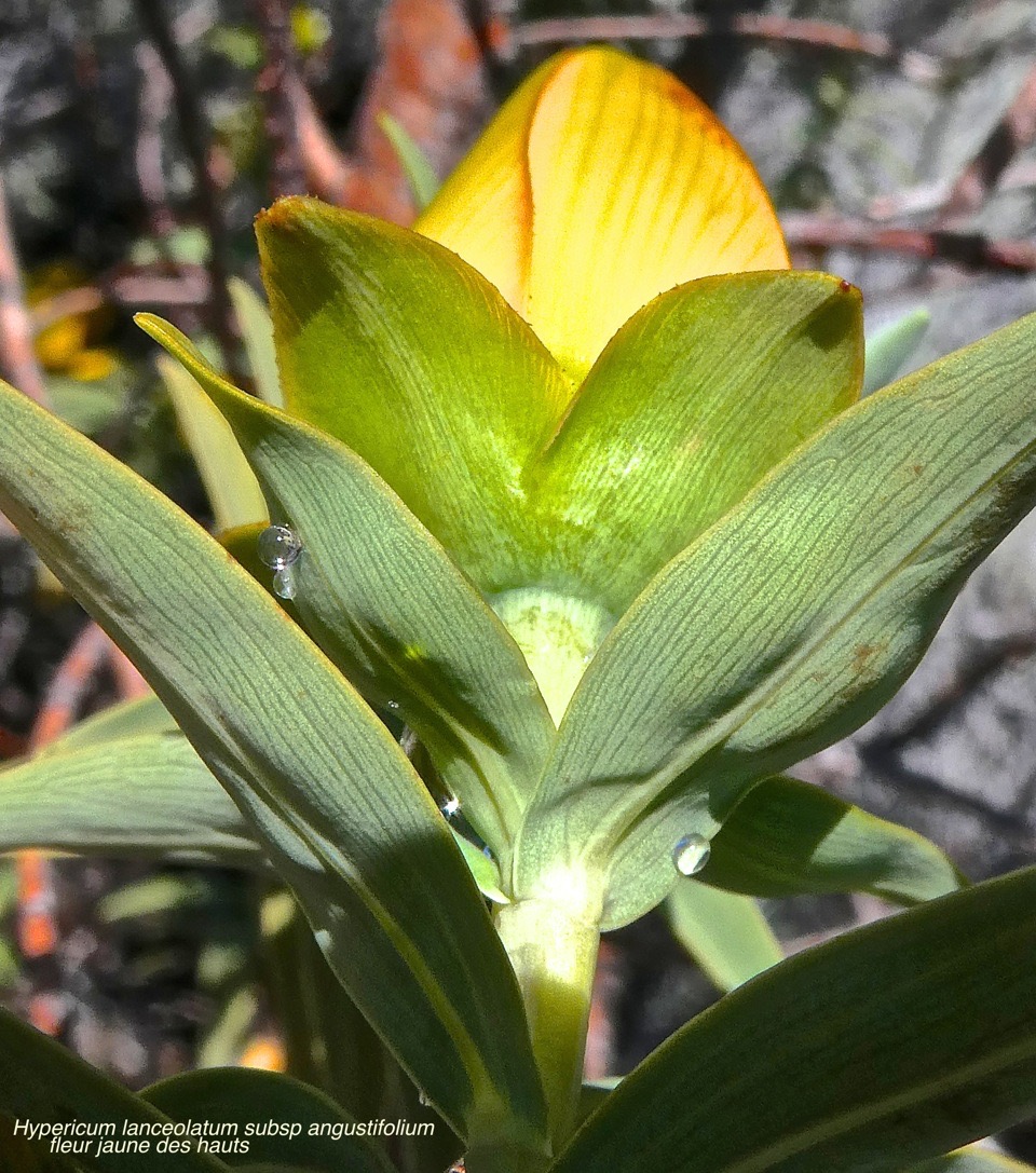 Hypericum lanceolatum subsp angustifolium. fleur jaune des hauts.( pas de nervures perpendiculaires à la nervure médiane .)hypericaceae.endémique Réunion .P1019316