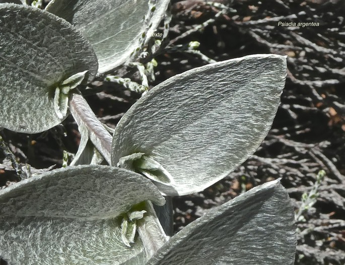 Psiadia argentea .asteraceae.endémique Réunion.P1019482
