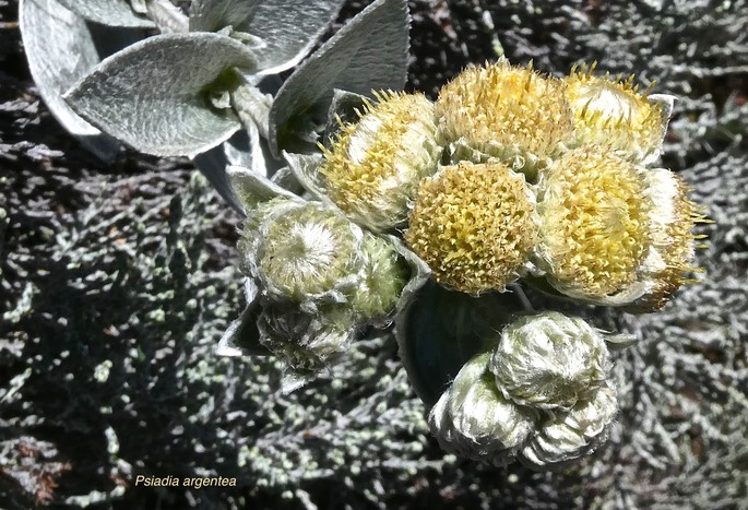 Psiadia argentea.asteraceae.endémique Réunion.P1019478